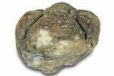 Wide Enrolled Morocops Trilobite - Morocco #323189-2